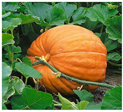 PREMIER SEEDS DIRECT - Pumpkin Seeds - DILLS Atlantic Giant - 25 Finest Seeds