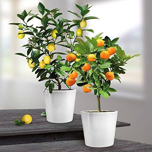 Lemon and Orange Combo - 2 Trees