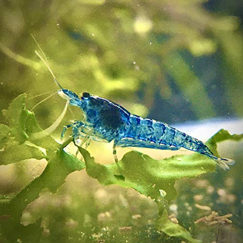 Crevettes Blue Velvet pour Aquarium d'eau Douce, Lot de 12 | Crevettes élevées en Bretagne, France, en aquarium et uniquement dans de l'eau du robinet. Expédition rapide et sécurisée