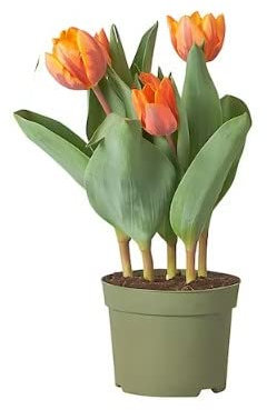 Tulipán | DECOALIVE | Planta Natural | Bulbo de Tulipán Mix Color | Flor de Tulipán