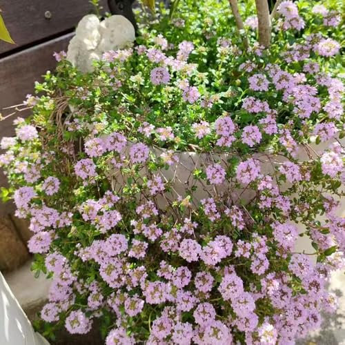 sandthymian samen, bodendecker winterhart mehrjährig gartenpflanzen Thymiansamen blumensamen, stauden blumen samen, topfblumen, balkonblumen garden Zierblumen, blumenwiese draußen 1000pcs
