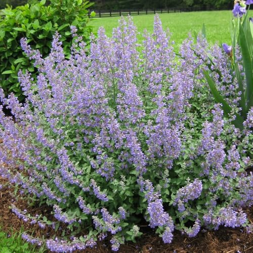 gatta - Nepeta cataria coltivazione di giardino di tappezzanti balcone giardino, ufficio biologiche per la copertura del terreno 100semi