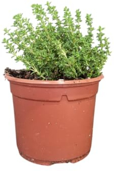 Planta de Tomillo Natural Hierba Perfumada y Resistente para Exterior e Interior