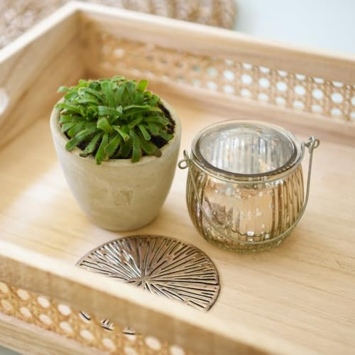 Drosera aliciae - Carnivorous Houseplant for Natural Pest Control (CITES) 9cm Pot x 1 by Thompson & Morgan