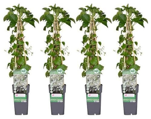 Kletter-Hortensie - Hortensie petiolaris - ↨65cm - Ø15cm - 4 Stück