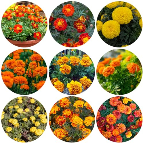 semillas de caléndula tagetes orgánicas de comprar caléndula para bancales elevados regalos perennes jardín silvestres perennes balcón cortadas 300pcs