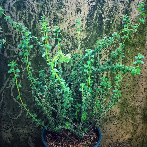 semillas de mejorana perennes resistentes - jardín 150pcs