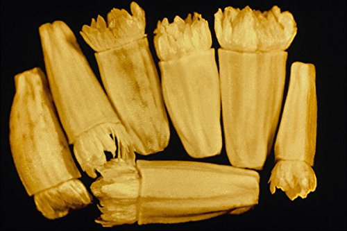 704058 Endive Seeds (Cichorium Endivia) A4 Photo Poster Print 10x8