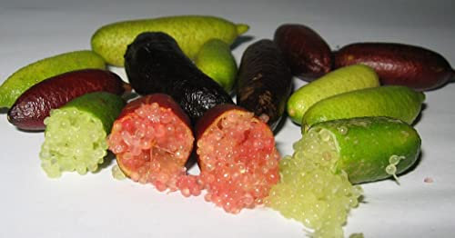 Frutal Arbol Caviar citrico Pack 2 unidades (1 Blanca - 1 Rosa) de Viveros la Berrocosa Alt. Aprox. 35-40 cm