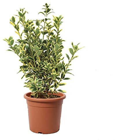 KENTIS - Euonymus Japonicus Bravo - Fusain du Japon Plante Vraie Extérieur Jardin - Plantes de Haie Balcon Terrasse - H 50/60 cm Pot Ø 20 cm