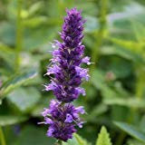 Géant Hysope Lavande Bleu Graines de fleurs (Agastache Mexicana) 50 + Graines (50)