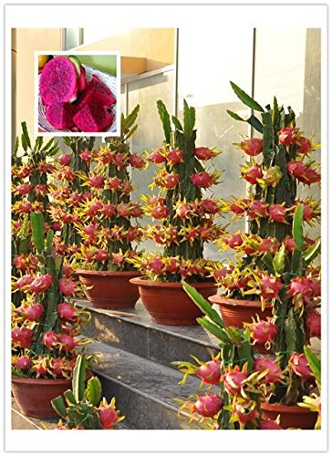 Original Pack, 15 graines/paquet, Pitaya ROUGE intérieur Rouge à l'extérieur, doux fruit du dragon, Pitaya Cactus, très délicieux