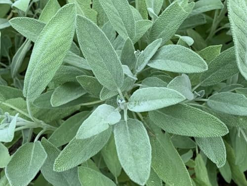 Sage Seeds, Salvia Officinalis, 200 Count, Indoor Outdoor Herb Garden Growing Kit