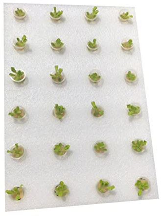 Yardwe Kit Semis Hydroponique sans Terre avec Plateau Flottant Et Éponges Cylindriques pour Culture Serre Support De Plantation Drainant Et Aérien pour Légumes Et Plantes Complet Plateau