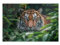 GRAZDesign Glasbild Tiger Tier in der Natur Afrika Wandbild aus Glas für Wohnzimmer, Küche, Flur oder Büro - 60x40cm