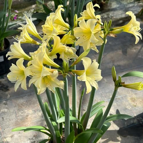 bulbos vamarilis - Hippeastrum rutilum cobertura del suelo perennes resistentes reverdecimiento de tejados jardín de bonsái Camas elevadas para el jardín balcón con camas 5pcs