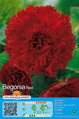 Begonienzwiebeln : Begonia fimbriata - Gefranste Begonie  Red  1 Blumenzwiebel/Knolle