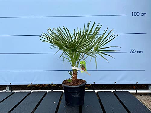 Dvärgpalm – 80 cm – vinterhård – chamaerops humilis