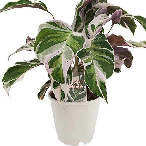 Calathea Fusion White 40-60 cm - Zimmerpflanze, Korbmarante - Pflegeleichte grüne Dekopflanze - Haustierfreundlich, Ideal für Wohnräume und Büros
