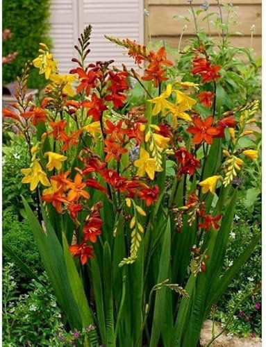 Crocosmia 10 Bulbes- Montbretia, vivace