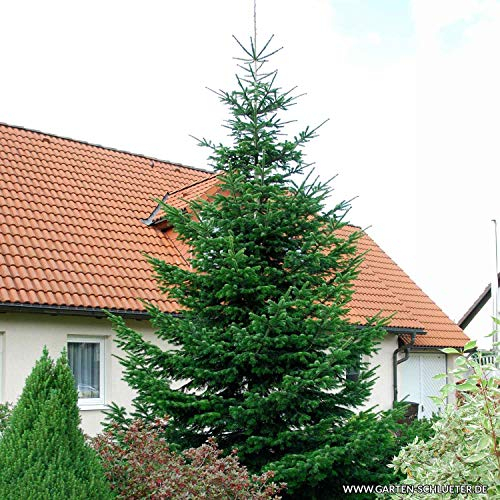 Nordmann-Tanne - Abies nordmanniana Weihnachtsbaum Tannenbaum Topf-Pflanze Immergrün Winterhart Tannen von Garten Schlüter - Pflanzen in Top Qualität