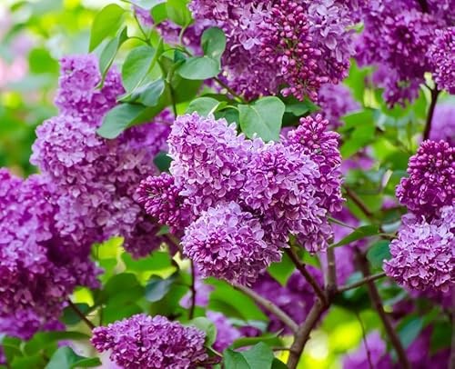 Purple Lilac Seedlings for Planting - Common Lilac, Fragrant and Beautiful Flowers - Syringa vulgaris (1 Seedling)