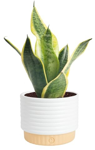 Costa Farms Snake Plant, Live Sansevieria Indoor Houseplant in 4-Inch Decorative Pot, 8-12 Inches Tall, Low Light Air Purifying Succulent, Easy Care Room Decor Gift