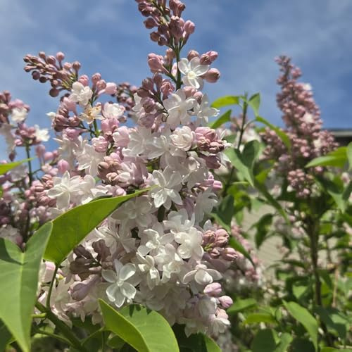 semi di lillà verdi biologiche arredamento del balcone del soggiorno da appartamento sempreverdi e resistenti sostenibili da giardino resistenti giardino 65pcs