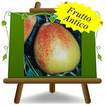 poirier poires Cocomerina plante fruitière vieux sur un pot de 26 max 180 cm - 4 ans