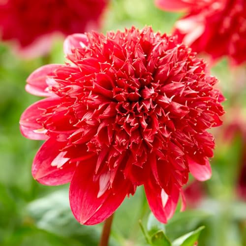 1 Bulbe (tubercule) de Dahlia à fleurs d'anémone SPEECH | Bulbes des meilleurs producteurs néerlandais | Sélection exclusive et contrôle qualité