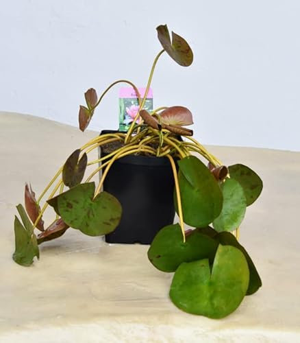 Giardini d'Acqua Ninfea Rosa Vaso Pianta Laghetto Foglie Grandi Fiore Benessere Zen Fai Da Te Stagno Laghetto