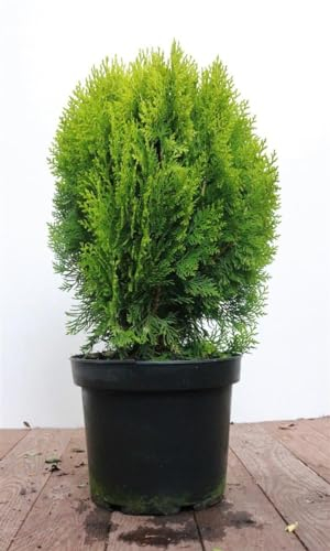 Thuja orientalis 'Aurea Nana' 40–50 cm – Winterhart, Immergrün, Pflegeleicht – Gold-Lebensbaum – Heckenpflanze für Garten & Sichtschutz