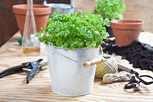 Secchio in metallo con manico per piantare erbe e fiori, ideale per piccole serre, 13,5 x Ø 12 cm di Notrash