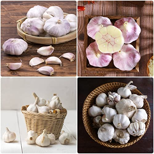 6 Stück pflanzknoblauch winterhart bio knollen Knoblauch zwiebeln Hydroponik - Seltene Pflanzen serie - mix zimmerpflanzen nachhaltige produkte deko pflanzen winterharte kübelpflanzen wintergemüse