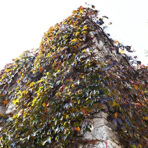 wilder wein kletterpflanze samen - Creeper Jungfernrebe Samen, pflanzen für draußen winterhart wilder Wein samen, balkon pflanzen, exotische samen balkonpflanzen winterhart mehrjährig 300pcs