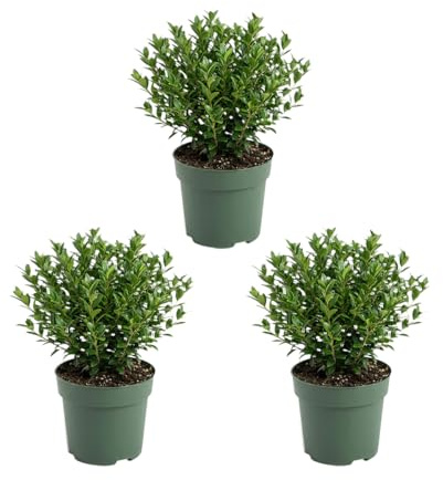 Bloomique - Juego de 3 - Ilex Crenata Jenny - Acebo japonés - Gaulteria - Resistente - Planta de balcón - 10-20 cm de alto - Maceta de 10 cm