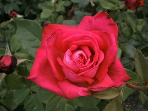 Edelrose Mainauduft ®  (Container)