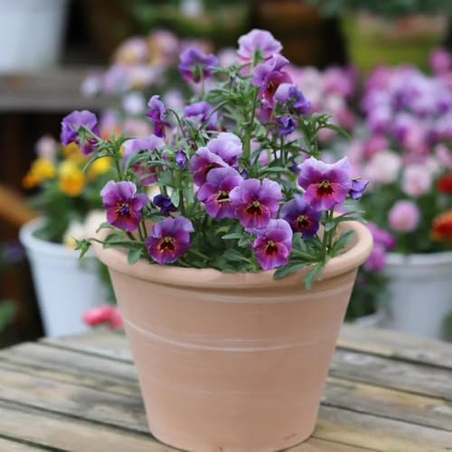 stiefmütterchensamen, kräuterpflanzen, balkon stiefmütterchen, blumenbeet exotische winterhart deko 600pcs