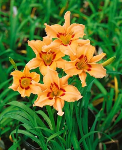 Hemerocallis x cultorum 'Lynn Hall' 11x11 cm Topf – Winterhart, Mehrjährig, Pflegeleicht – Taglilie – Staude für Beet & Rabatte