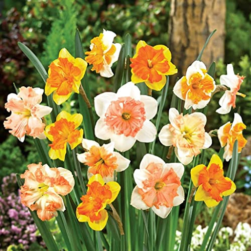 Bulbi narcisi|Semi Daffodil|fiori artificiali|Pianta tenace|43.98-2,5bulbis