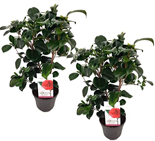 Plant in a Box - Camellia japonica 'Lady Campbell' - 2er Set - Japanische Rose - Kamelie pflanze Winterhart - Topf 15cm - Höhe 50-60cm