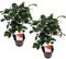 Plant in a Box - Camellia japonica 'Lady Campbell' - 2er Set - Japanische Rose - Kamelie pflanze Winterhart - Topf 15cm - Höhe 50-60cm