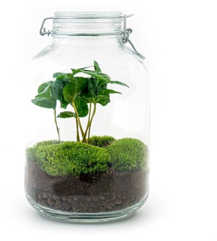 Jardín de botellas Mason Jar – Terrario de plantas DIY – 28 cm de alto – con planta de café