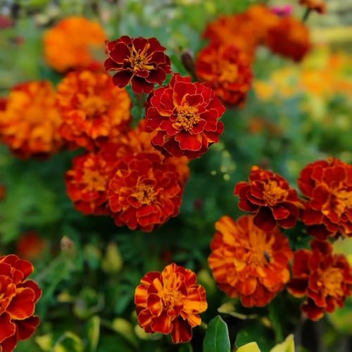 semi di calendula - calendula - perenni resistenti di balcone, luoghi soleggiati da ombra, balcone resistenti 300pcs