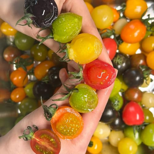 semillas de tomate cherry - Decoraciones jardín exteriores 100pcs