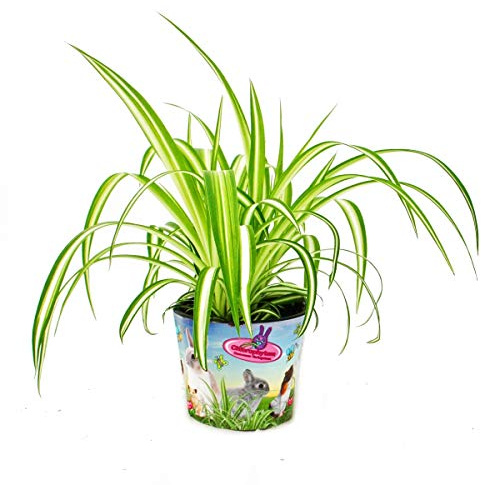 Ensemble de 3 plantes alimentaires pour animaux de compagnie - Chlorophytum - Nourriture vitale pour lapins, hamsters et cobayes