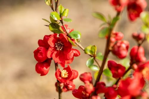 Chaenomeles superba 'Fusion' 40-60 cm – Winterhart, Mehrjährig, Pflegeleicht – Zierquitte – Heckenpflanze für Garten & Sichtschutz