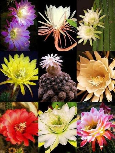 NUIT BLOOMING CACTUS MIX, cactus rare jardin désert exotique 200 succulentes graines