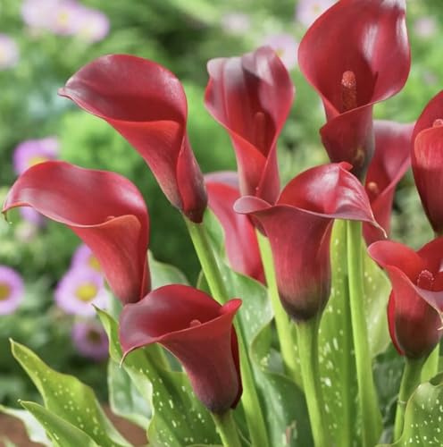 Majestic Red Calla Lily Bulbs for Planting - Deep Crimson Red Flowers - Big Healthy Bulbs for Growing - Deer & Rodent Resistant - Create Your Own Bouquet (5 Bulbs)