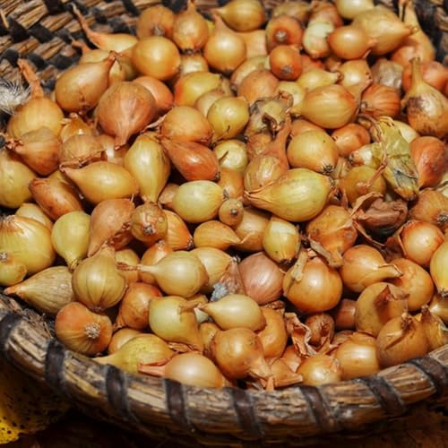 Semi di cipolla - esotiche Cipolle da piantare, semi di da giardino per luoghi soleggiati esterno per aiuole rialzate rare giardino resistenti all'esterno 200pcs